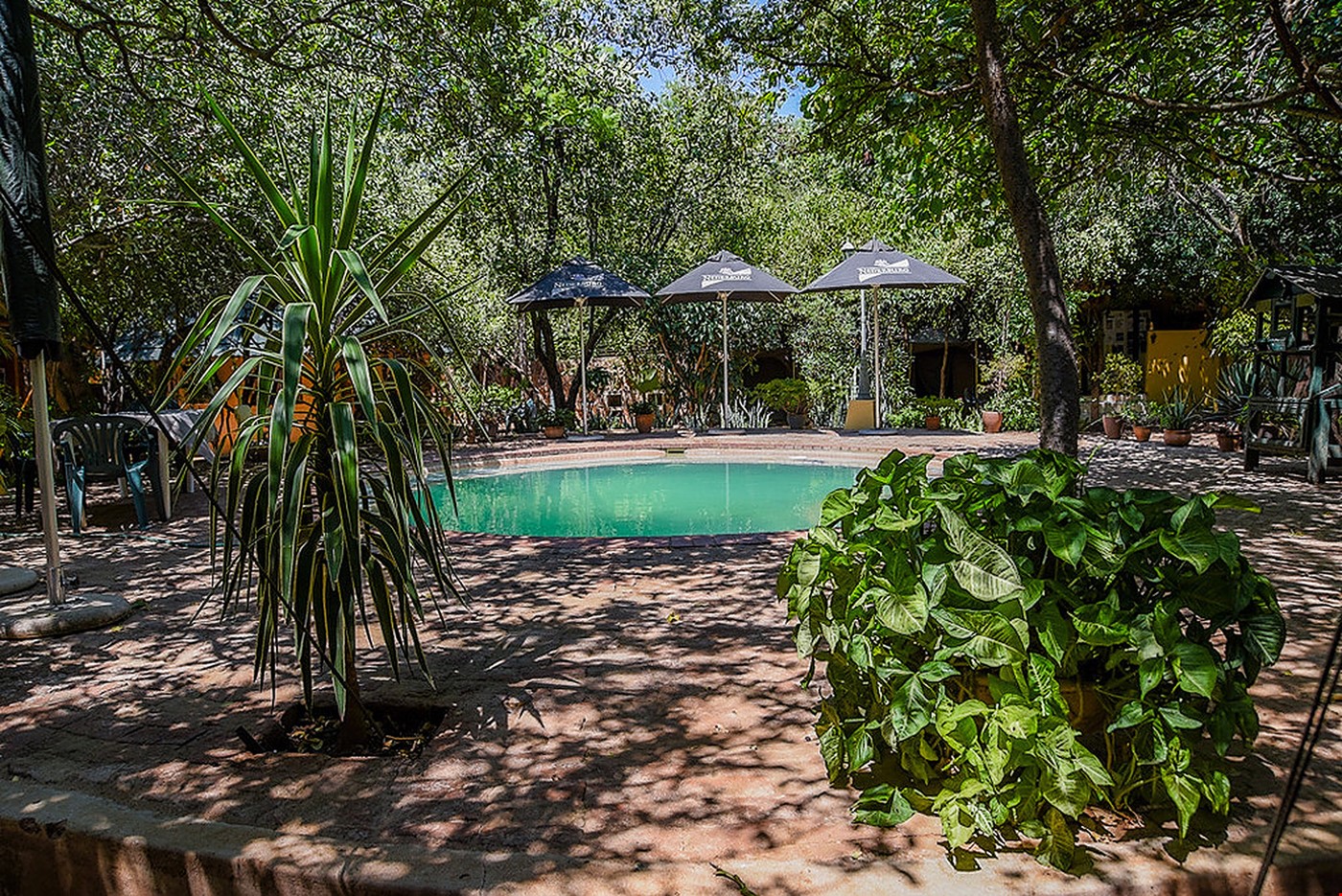 Hotel Mokolodi 2 Botswana nomad remote d148b169-9566-4356-b596-5c3d97fc661c_Swimming pool and grounds (2).v1.v1.jpg